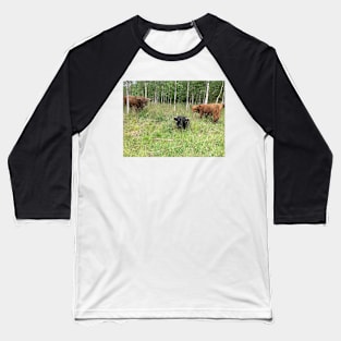 Scottish Highland Cattle Bulls 1456 Baseball T-Shirt